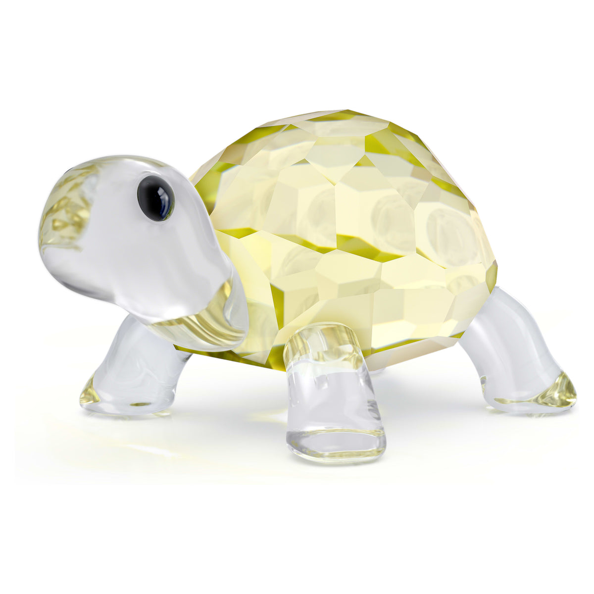 IDYLLIA BABY TORTOISE