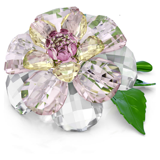 FLORERE: CAMELLIA