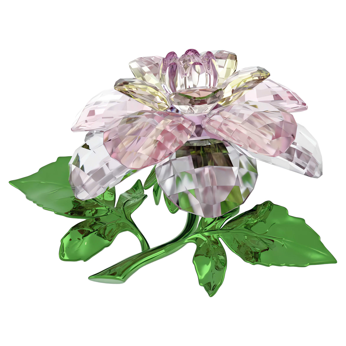 FLORERE: CAMELLIA