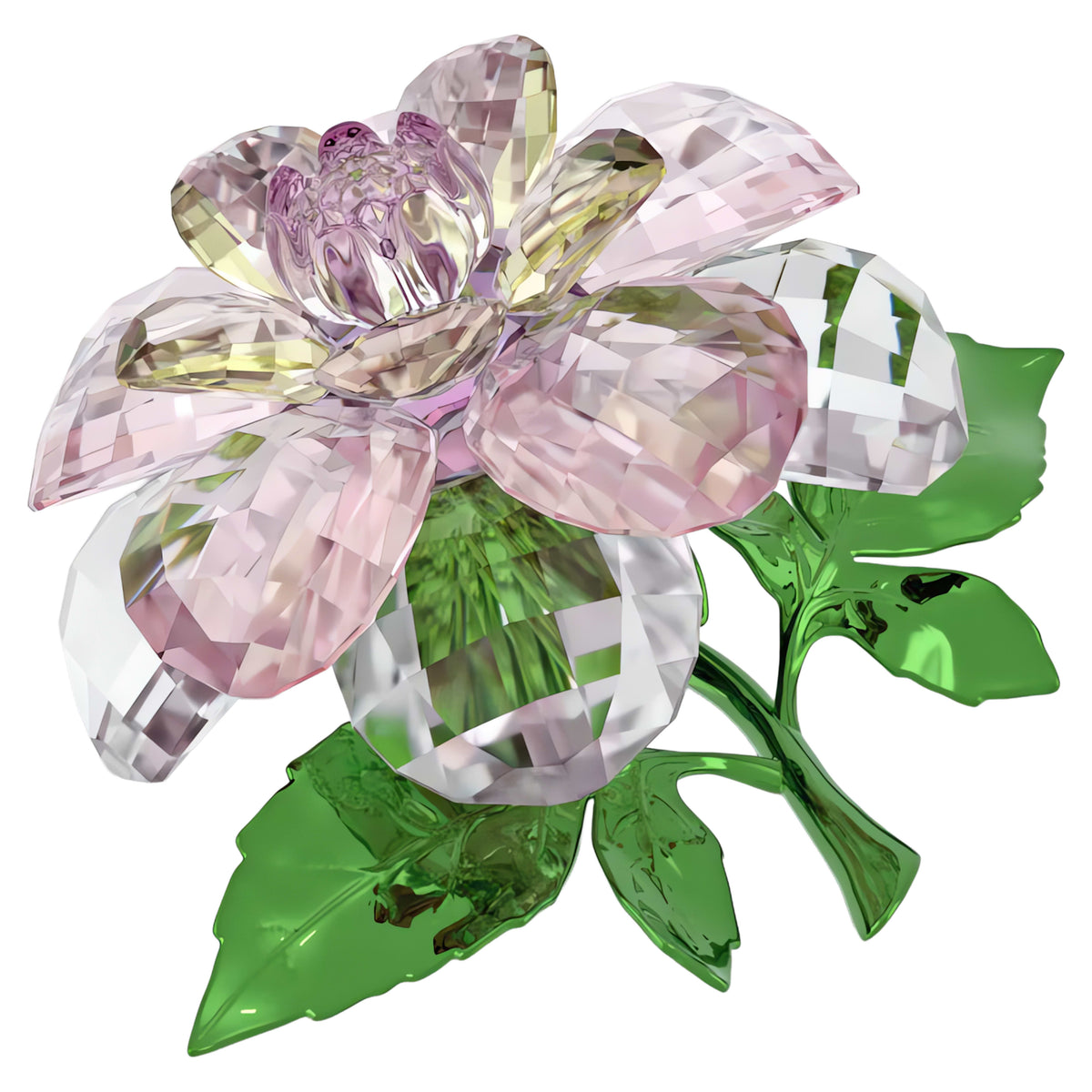 FLORERE: CAMELLIA