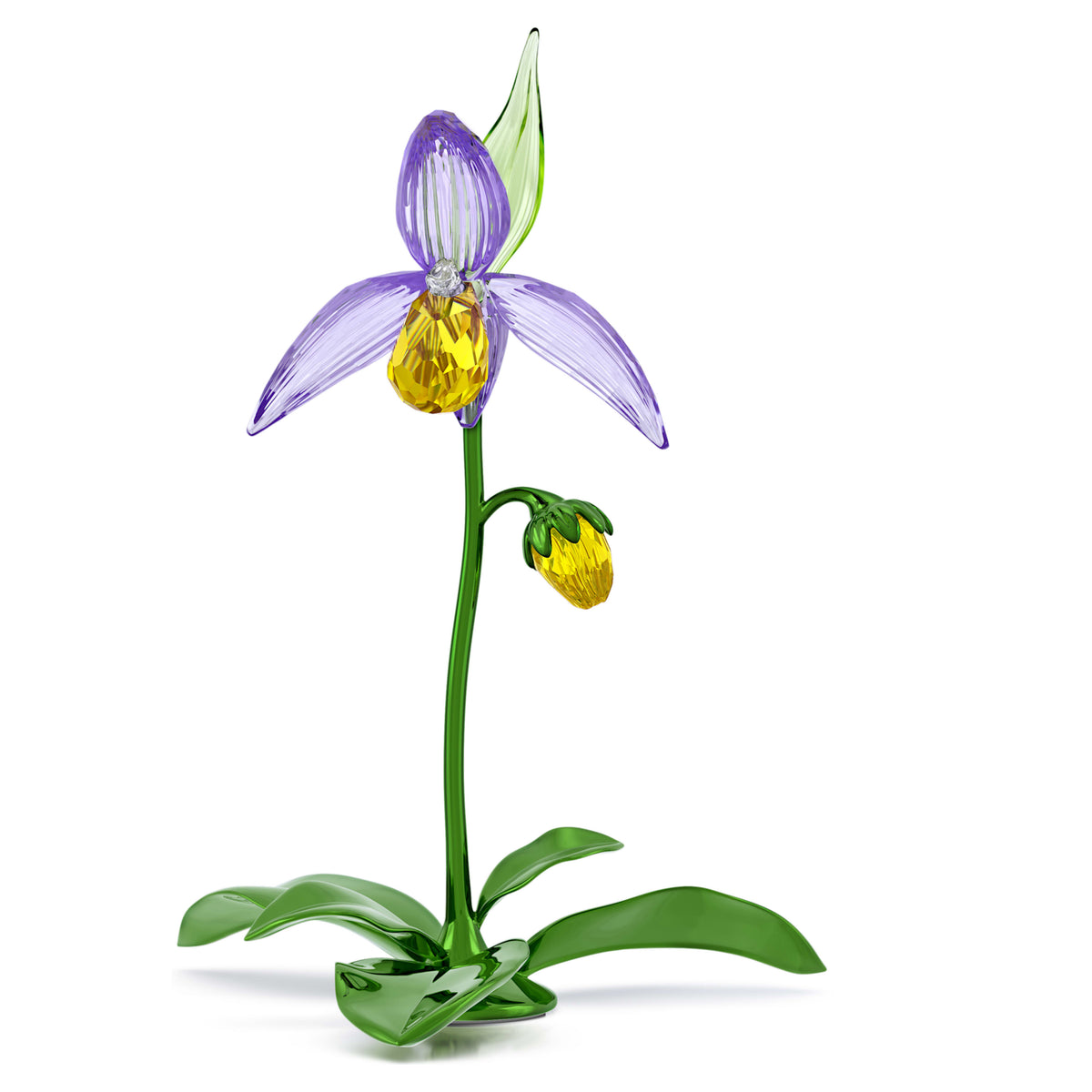 FLORERE: LADY SLIPPER ORCHID