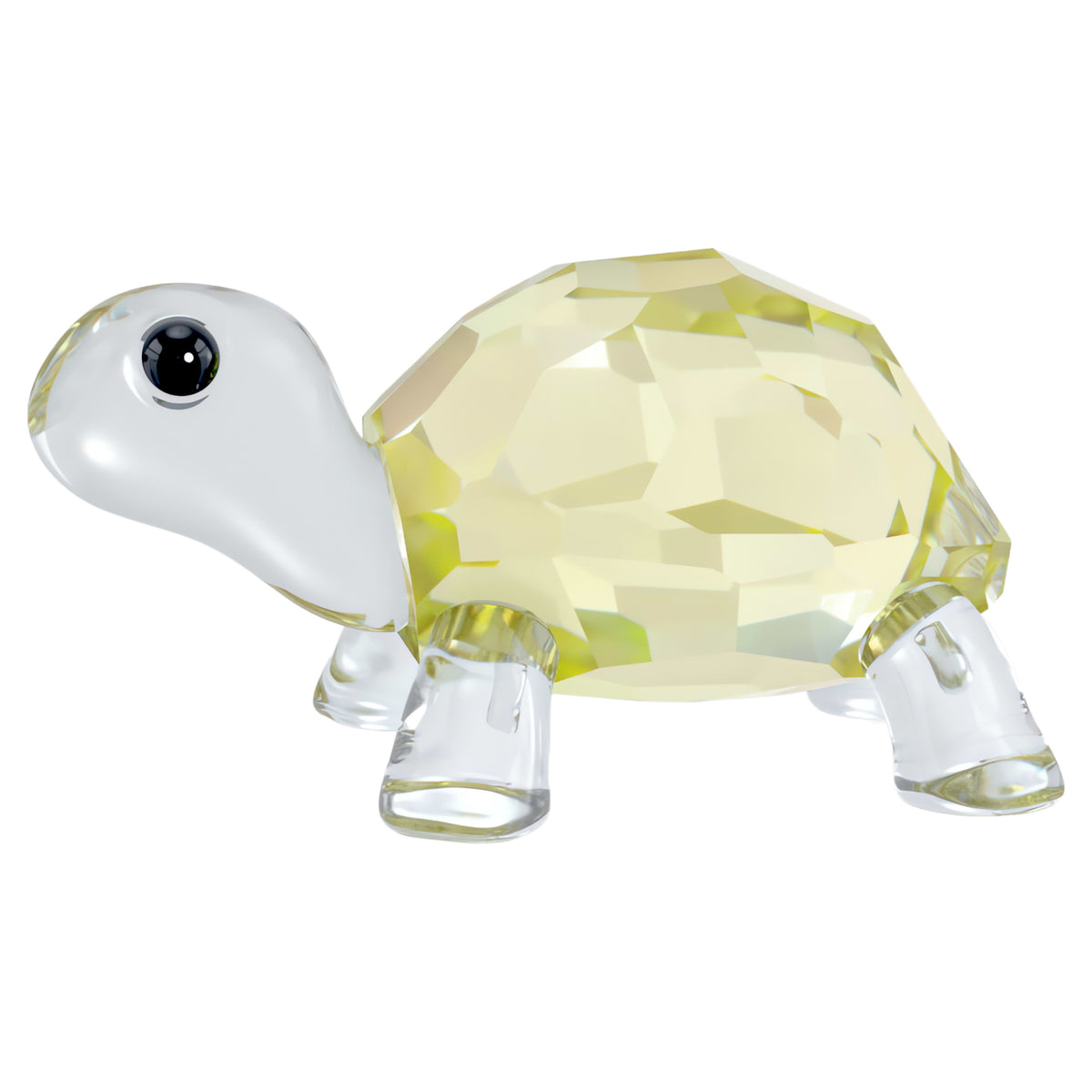 IDYLLIA BABY TORTOISE